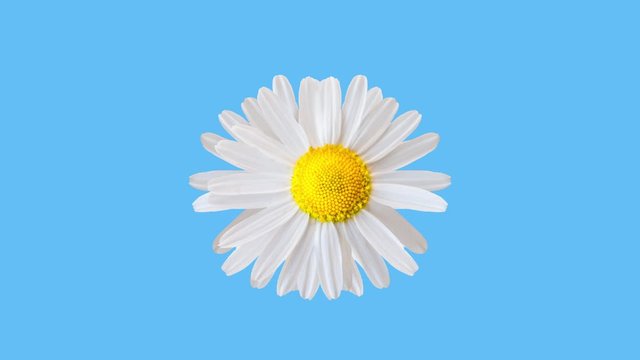 Funny coloful clip with moving and rotating daisy camomile flower. Blue background. Copy space.