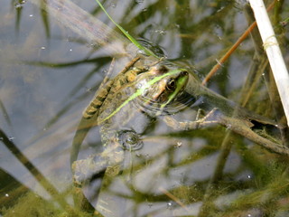 A frog in the water and in the reeds on the river Bank