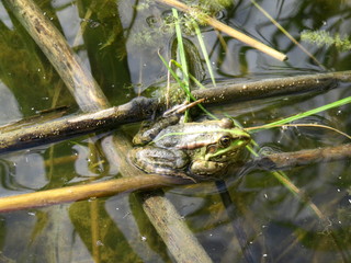 A frog in the water and in the reeds on the river Bank
