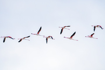 flamengo