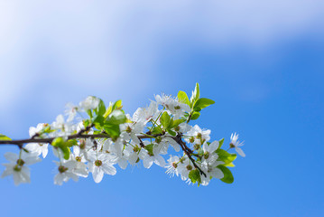 Spring border, background art with white blossom. Blooming blossom cherry tree over blue sunny sky bokeh. Easter sunny day. Spring flowers. Springtime. For easter and spring greeting cards, copy space