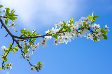 Spring border, background art with white blossom. Blooming blossom cherry tree over blue sunny sky bokeh. Easter sunny day. Spring flowers. Springtime. For easter and spring greeting cards, copy space