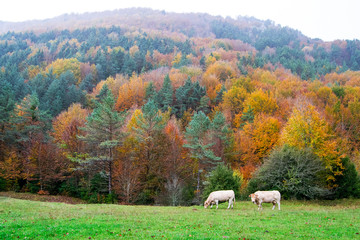 Selva de Irati