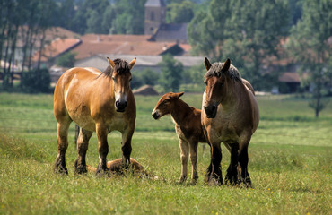 cheval, race Ardennais