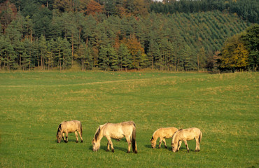 Obraz na płótnie Canvas Cheval sauvage, race Tarpan , Equus caballus