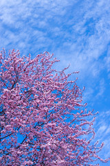 Spring border, background art with pink blossom. Blooming blossom sakura tree over blue sunny sky bokeh. Easter sunny day. Spring flowers. Springtime. For easter and spring greeting cards, copy space