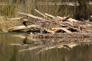 Natural dam made out of Branches and Rocks