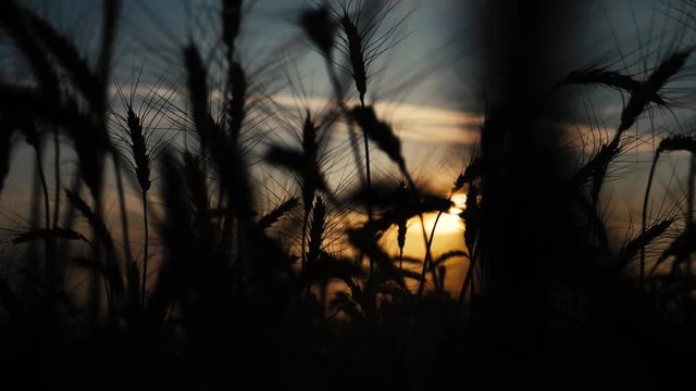agriculture concept a golden sunset over wheat field. wheat harvest ears slow motion video on lifestyle background sky sunset