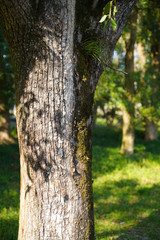 KYOTO BOTANICAL GARDEN