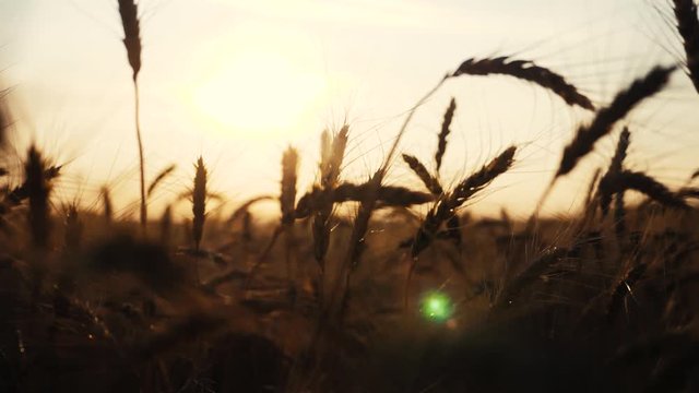 agriculture concept a golden sunset over wheat field. wheat harvest ears slow motion video on background sunset lifestyle sky