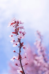 Spring border, background art with pink blossom. Blooming blossom sakura tree over blue sunny sky bokeh. Easter sunny day. Spring flowers. Springtime. For easter and spring greeting cards, copy space
