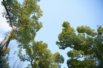 KYOTO BOTANICAL GARDEN