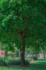 A Tree Portrait Full Size
