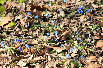 first spring flowers
