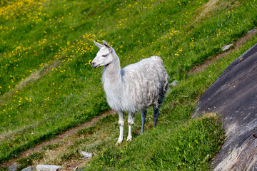 Fototapeta premium GEIRANGER, NORWAY - 2016 JUNE 13. White Lama in the Norwegian nature with green fresh grass.