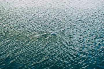 Romania/ Bucharest, 24 february 2020, Small white bird sitting on river in center of Bucharest