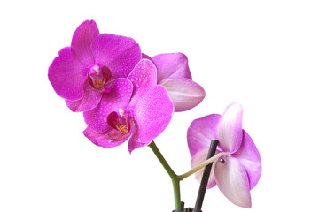 Obraz na płótnie Canvas Orchid purple colors