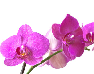 Fototapeta na wymiar Orchid purple colors
