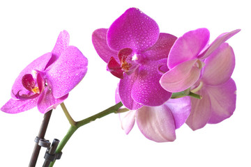 Naklejka na ściany i meble Orchid purple colors