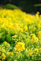 KYOTO BOTANICAL GARDEN