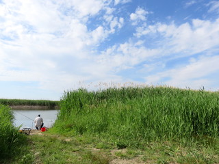 Fishing in green young reeds against a blue sky.