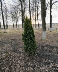 christmas tree in the square