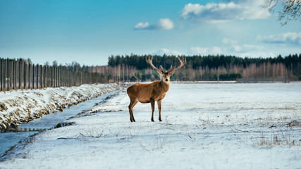 Male deer with big beautiful horns during winter on the field