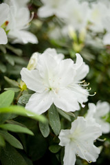 Obraz premium Beautiful vibrant azalea flower tree blooming in the botanical garden, in Kyiv