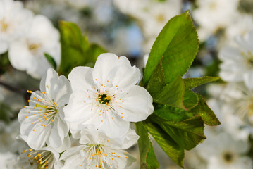 Blooming white cherry flowers of the sweet cherry (Prunus avium, wild cherry, gean, bird cherry). Spring blossom.