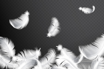 Falling realistic feathers isolated on a dark background. Flying fluffy birds or angel wings feather silhouette vector