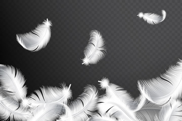 Falling realistic feathers isolated on a dark background. Flying fluffy birds or angel wings feather silhouette vector © lightgirl