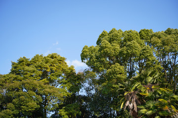 Obraz premium KYOTO BOTANICAL GARDEN