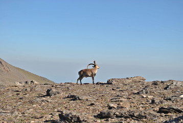 Sierra Nevada