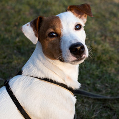 jack russell terrier