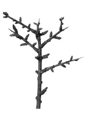 silhouette of dry branch isolated on white background