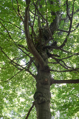 Large tree with beautiful crown, seen from below, many branches