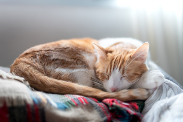 adorable gato blanco y marron duerme sobre una manta de colores bajo la luz de la ventana