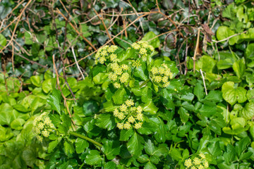 Alexander edible plant just starting to bloom