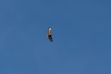 Buzzard flying and soaring against blue sky