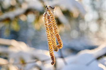 Hazel catkins covered in snow on a spring morning