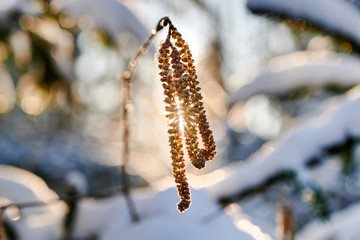 Hazel catkins covered in snow on a spring morning