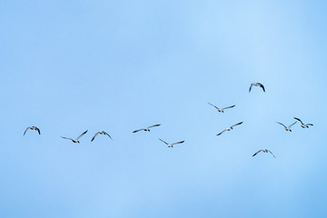 bird