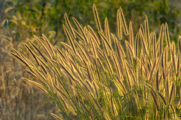 Background of glowing grass flowers in sunset.
