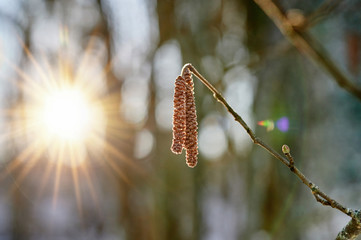 Male catkins on common hazel