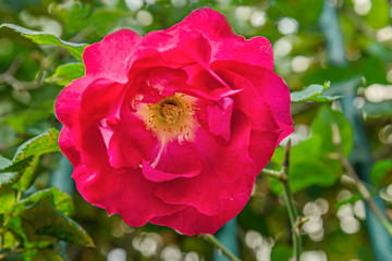 floral background of a red rose in a garden on a personal plot