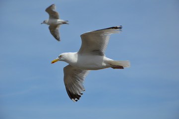 Gulls in the sky 2