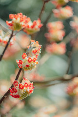 ベニバナミツマタ（縦）