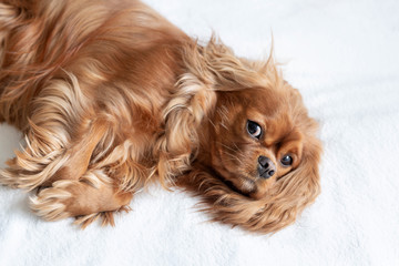 Adorable dog, cavalier spaniel