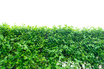Obraz premium Tree green leaf close up isolate background