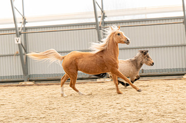 Ride pony and scotland pony running